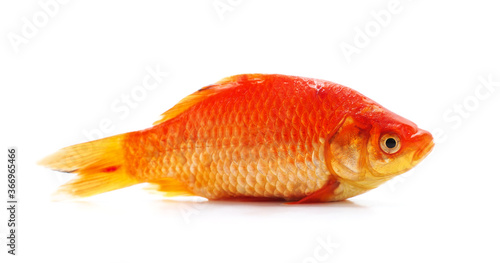 Goldfish on white background. © voren1