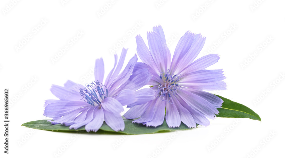 Fototapeta premium Blue chicory flowers.