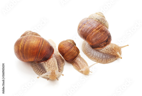 Family of snails.