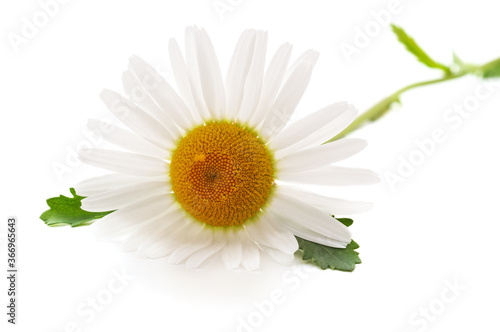 One white daisy.