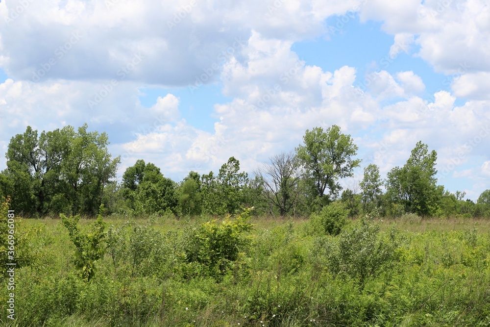 The green grass field with the white cloudscape. 