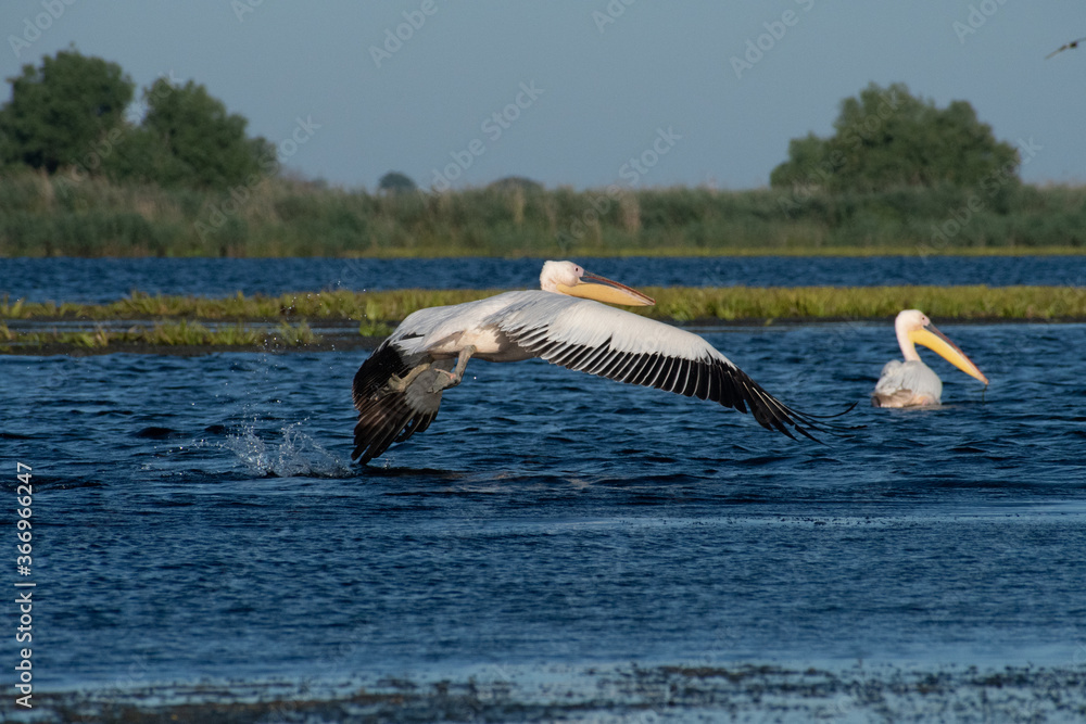 Fototapeta premium pelicans in flight