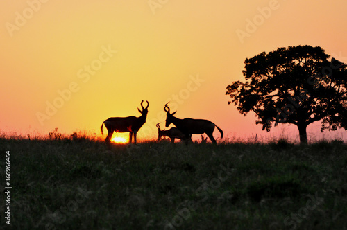 Africa- Red Hartebeest at Sunrise- ADDO P