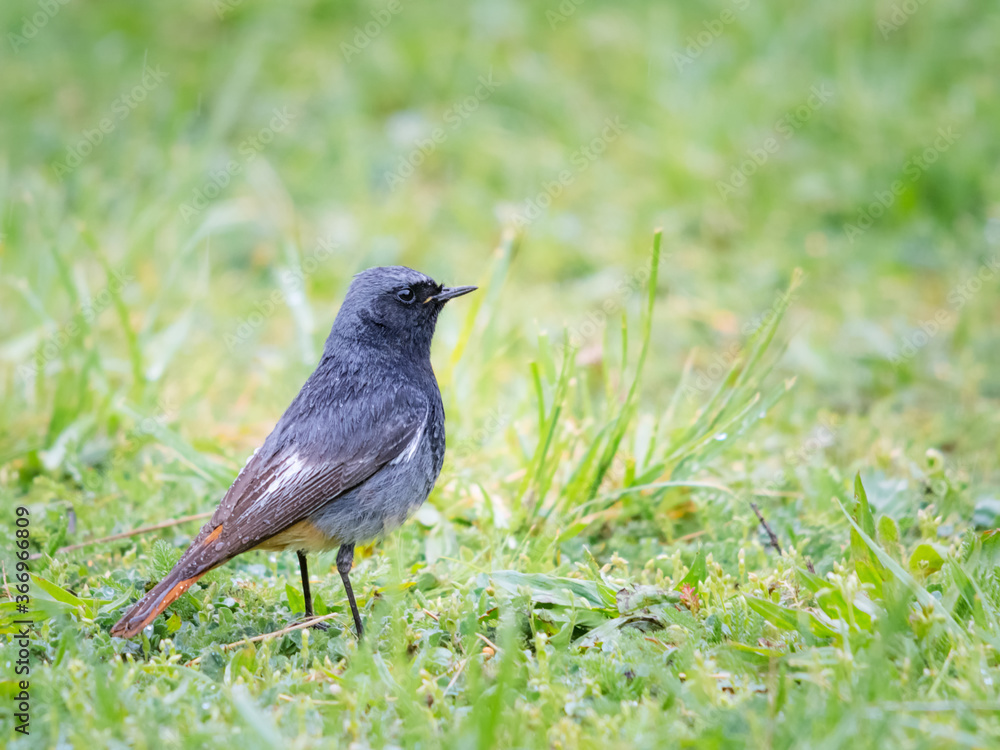 Male redstart bird in the garden Male redstart bird in the garden