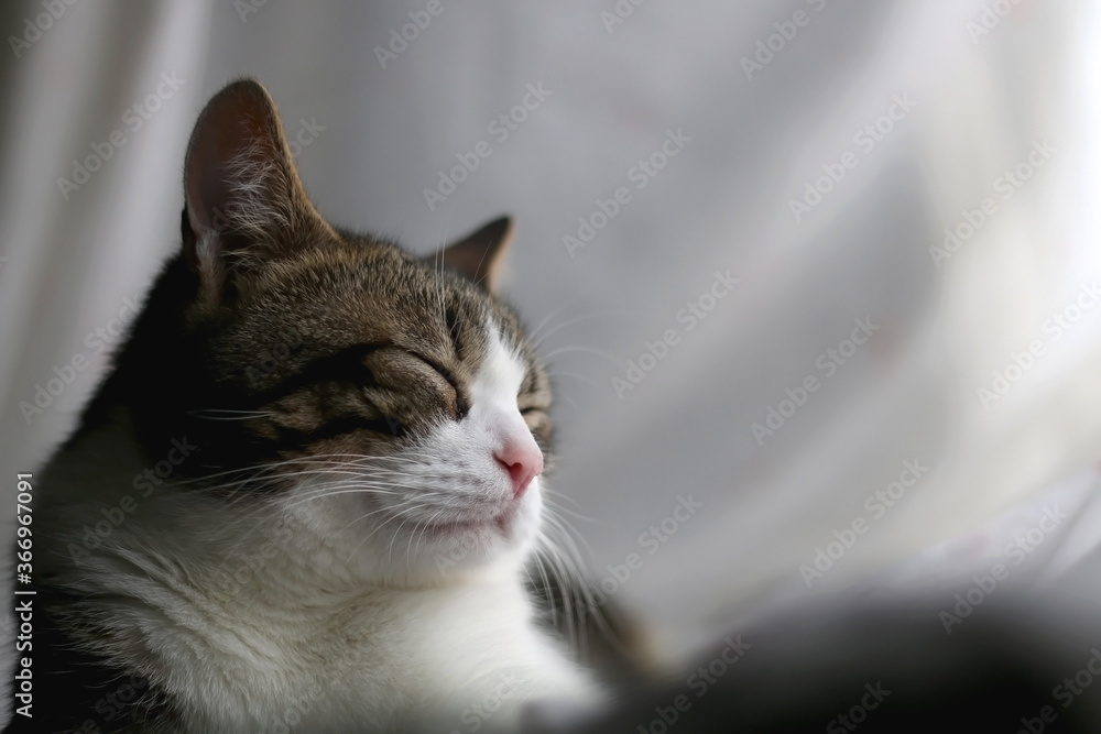 Tabby cat sleeping at home. Selective focus.