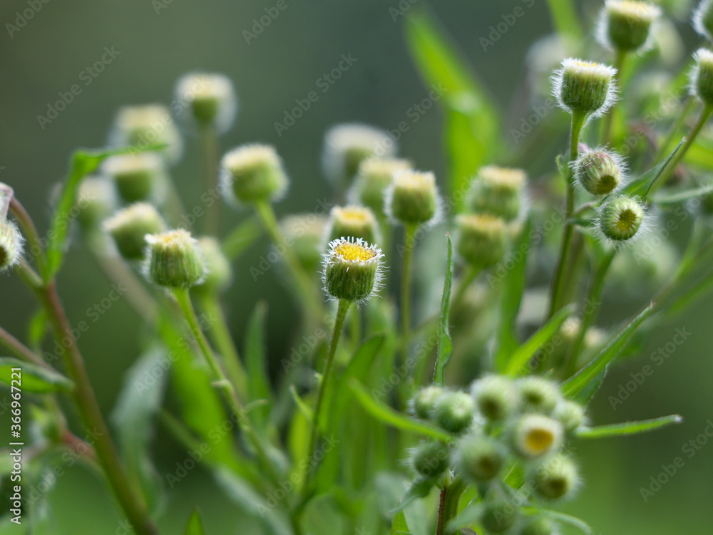 Flowers of Flaxleaf Fleabane or Tall fleabane , a short-lived herbaceous plant.. Flowers of Flaxleaf Fleabane or Tall fleabane , a short-lived herbaceous plant..