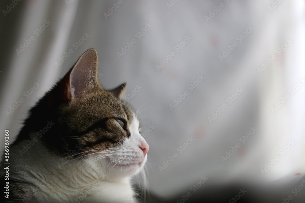 Tabby cat sleeping at home. Selective focus.