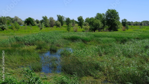  Reed thickets in the countryside of Russia