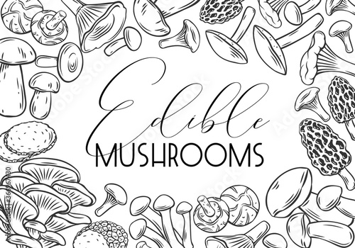 Hand drawn edible mushrooms