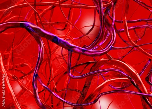 Vessels, arteries and veins, circulatory system, medical abstraction, 3D rendering