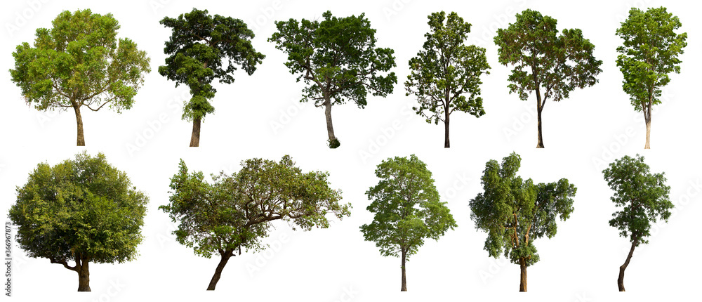 Fototapeta premium isolated tree green set is located on a white background.Collection of isolated tree green on white background Tropical tree