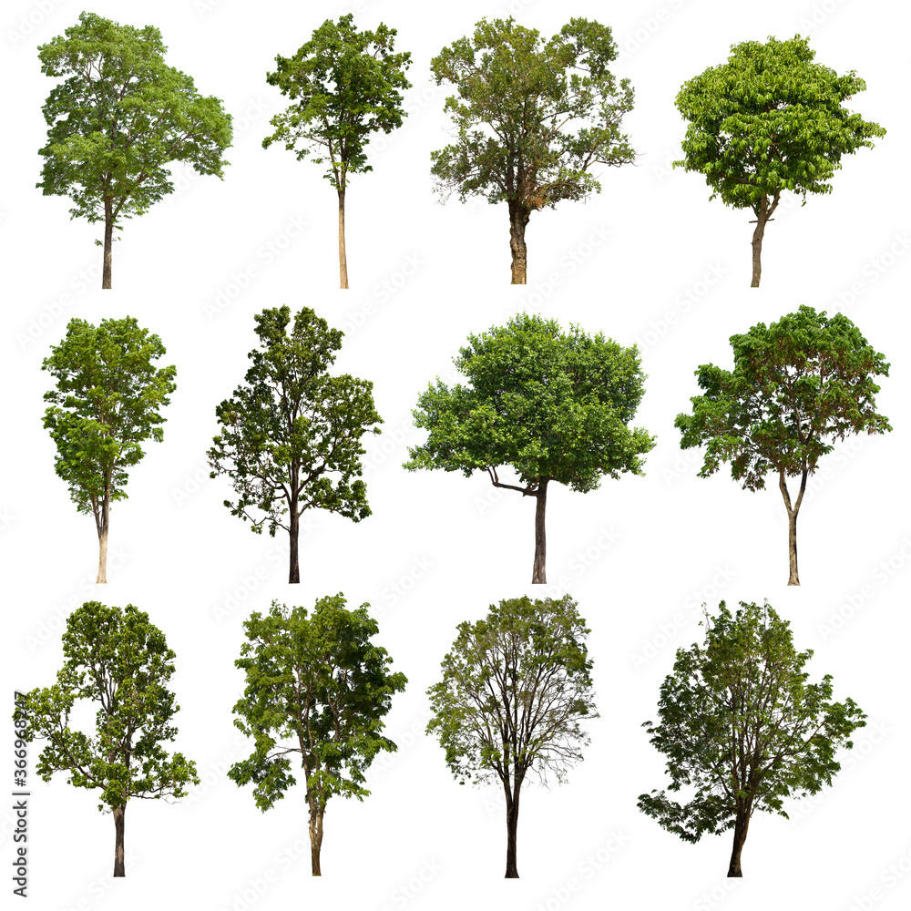 isolated tree green set is located on a white background.Collection of isolated tree green on white background Tropical tree isolated tree green set is located on a white background.Collection of isolated tree green on white background Tropical tree