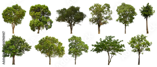 isolated tree green set is located on a white background.Collection of isolated tree green on white background Tropical tree