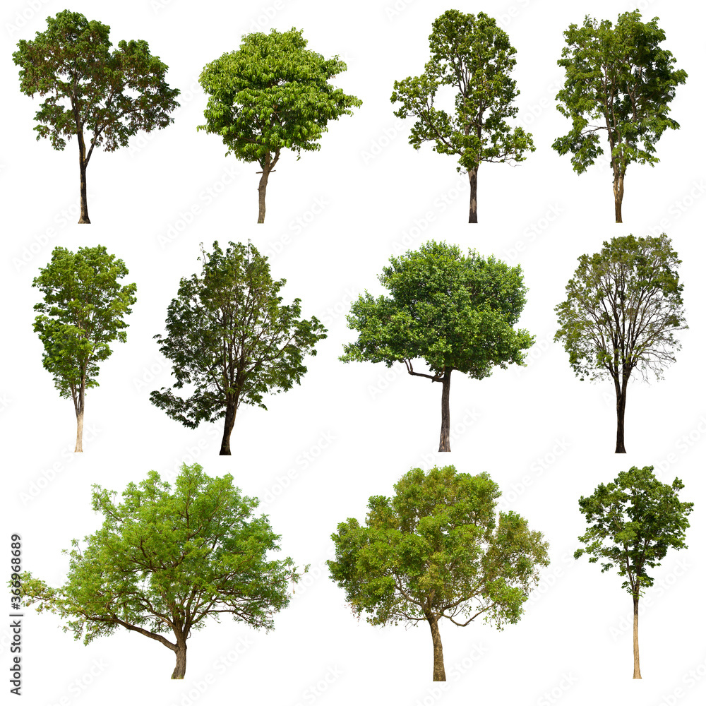 isolated tree green set is located on a white background.Collection of isolated tree green on white background Tropical tree isolated tree green set is located on a white background.Collection of isolated tree green on white background Tropical tree