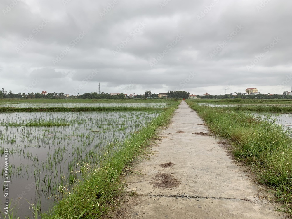 Sentier d'une rizière à Hoi An, Vietnam