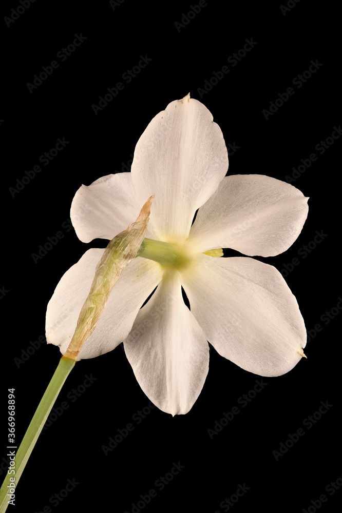 Obraz premium Primrose-Peerless (Narcissus x medioluteus). Flower Closeup