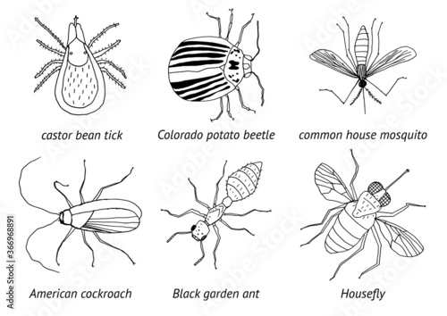 set of insects Bugs parasitic animals garden forest tourism. Tick Mosquito Potato Beetle Cockroach Ant Housefly Black and white flat image set design collection