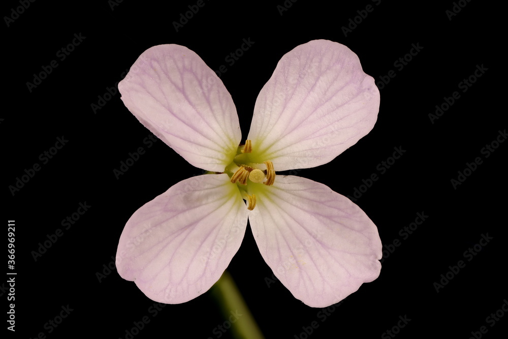 Obraz premium Cuckooflower (Cardamine pratensis). Flower Closeup