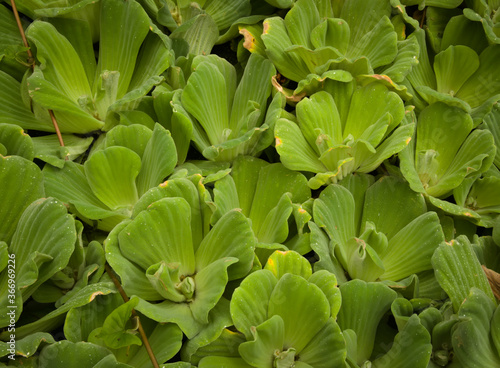 Green aquatic plants background © P.canariensis