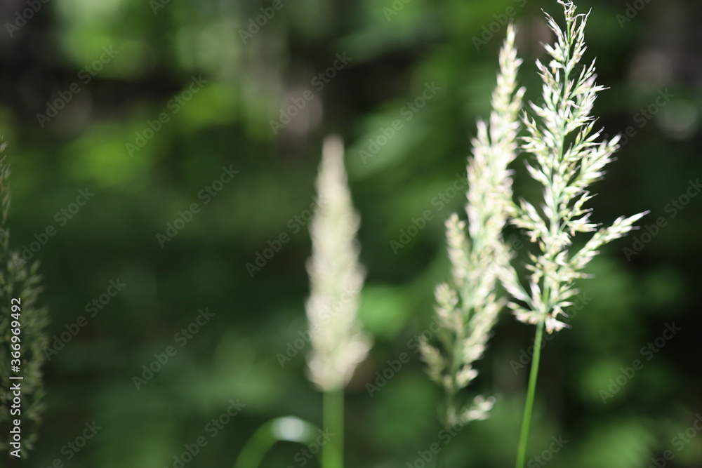 spikelets of grass in the forest spikelets of grass in the forest