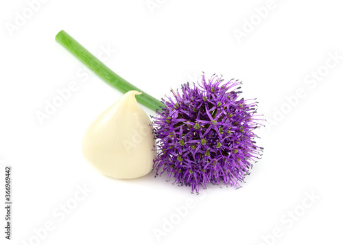 Allium Aflatunense Medicinal and Culinary Plant FLower and Clove. Isolated on White Background. photo