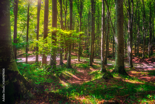 Casentino secular forest. Tree misty woods or beechwood. Tuscany, Italy.