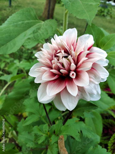 Beautiful pink dahlia flower