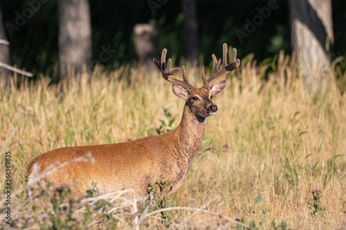 Whitetail Deer Buck in Velvet in Colorado in Summer