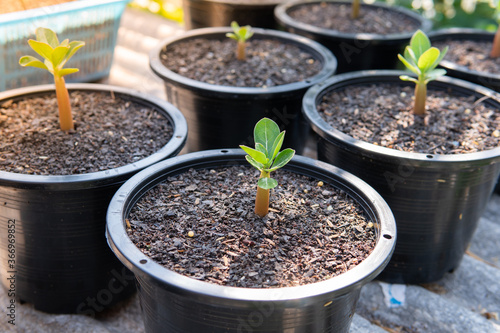 Seedlings of azalea planted in pots, Adenium is a succulent plant popular as a decorative plant for the house.