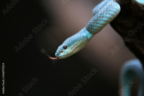 White-lipped island pit blue viper (Trimeresurus insularis) is a venomous pit viper found in Indonesia and East Timor.