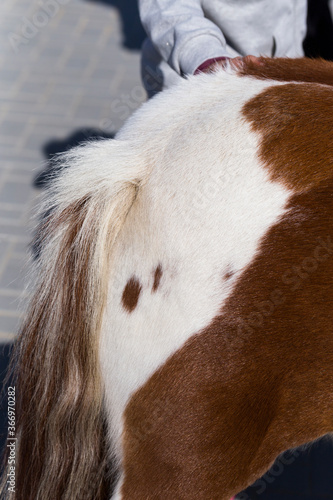 The tail of a spotted, red-and-white pony.