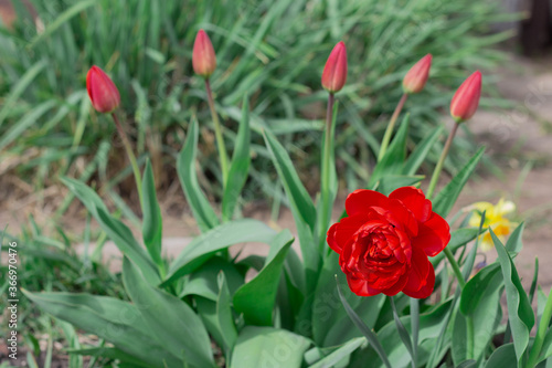 tulips bloom in the backyard