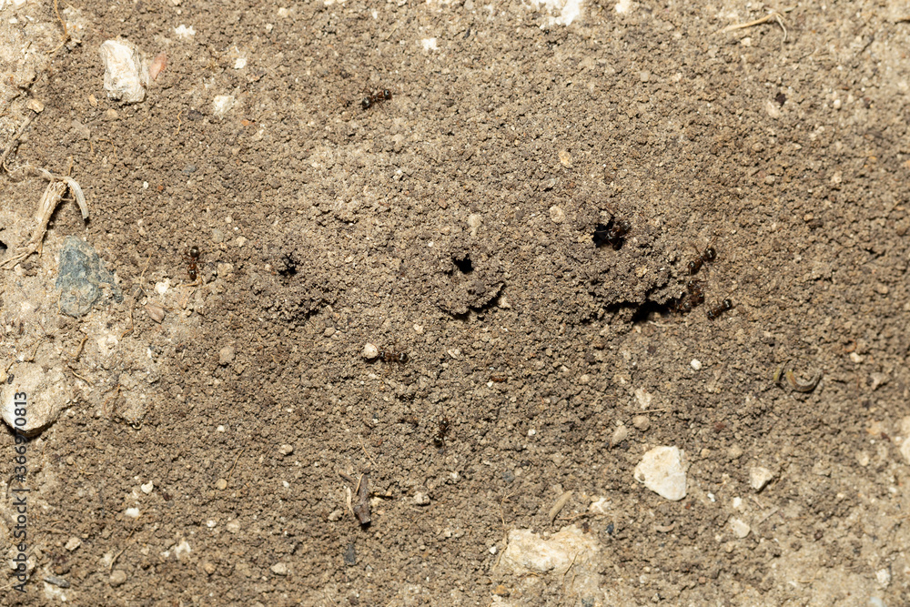 Black garden ant. Life of insects. Ants in an anthill. Black garden ant. Life of insects. Ants in an anthill.