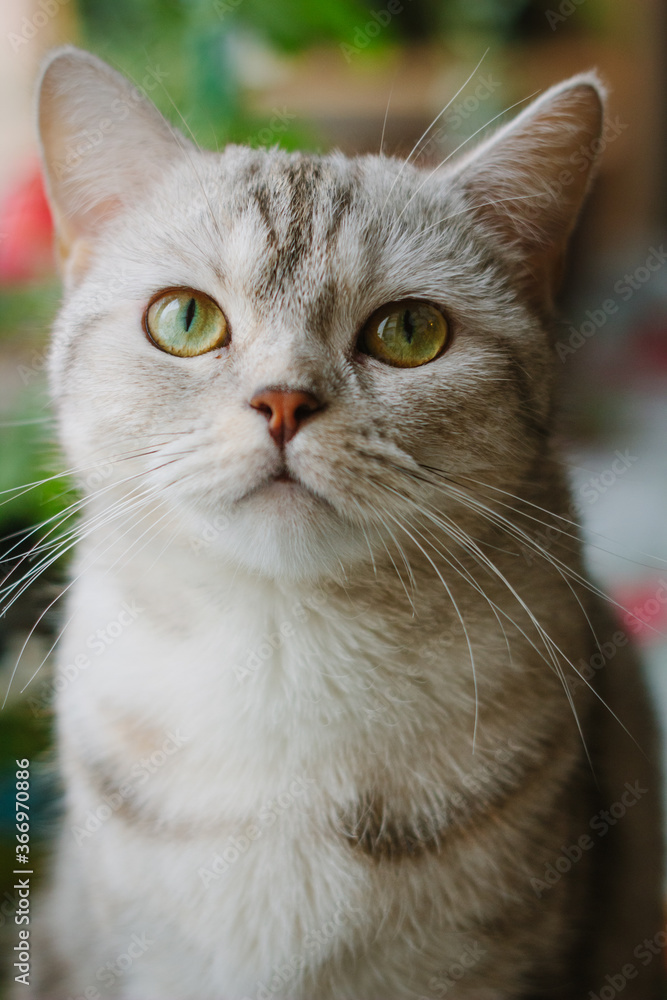 Portrait of beautiful gray scottish straight cat Portrait of beautiful gray scottish straight cat