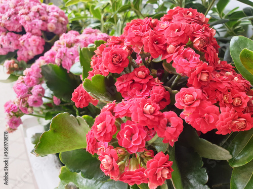 Red and pink Begonia flowers.