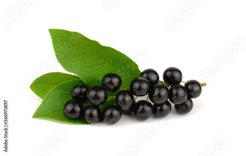 Closeup on Bird berry (prunus padus) fresh fruit with leaves. Isolated on white background.