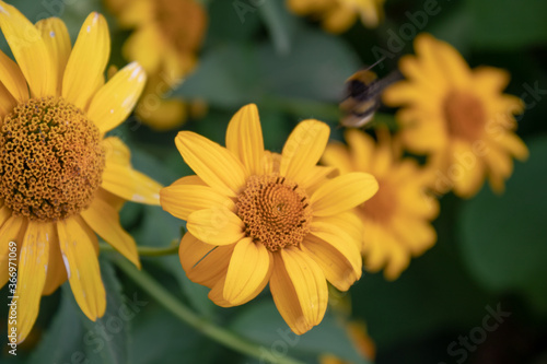 Calendula is a medicinal  antiviral  immunity-enhancing agent.