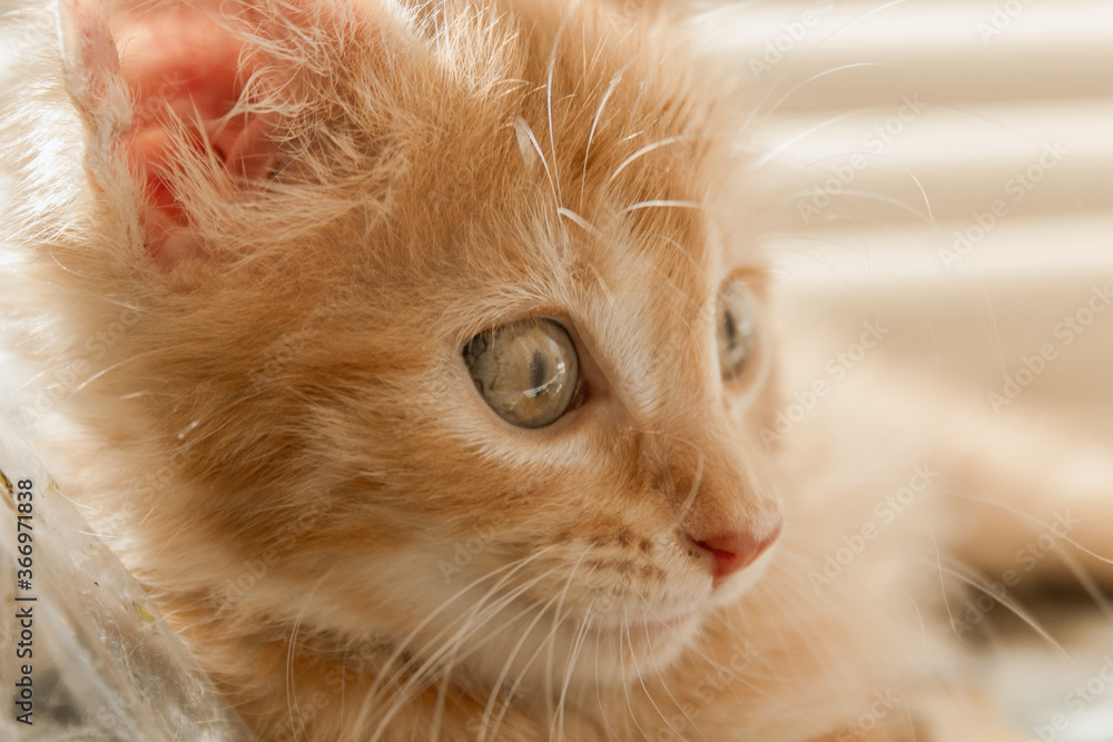 Cute orange kitten with large paws playing near the window. white jalousie on the background. selective focus