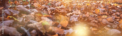 Autumn background banner - ...