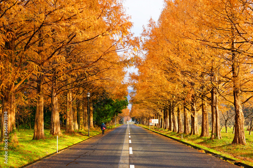 滋賀県高島市マキノ町「メタセコイア並木道の紅葉」 © 亮太 和田