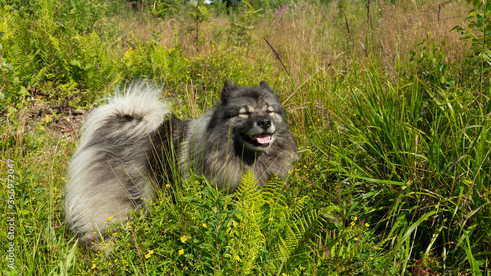 Naklejka premium Smiling Keeshond among tall green grass on a summer day