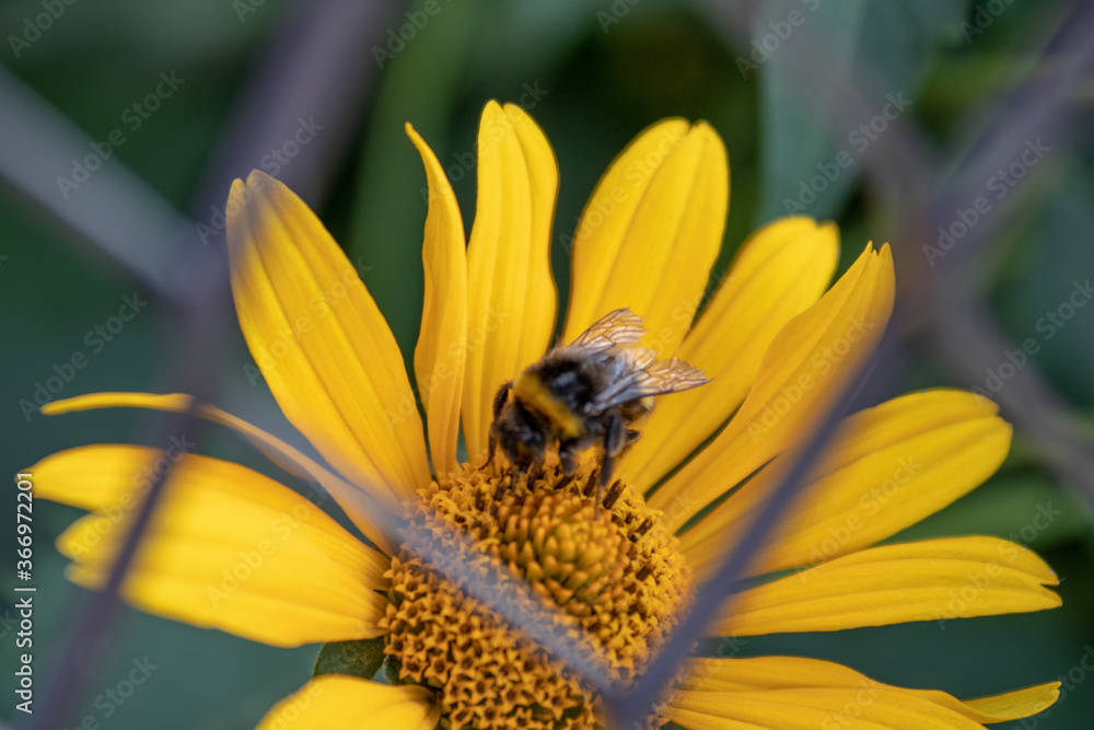 A bee collecting healing nectar from medicinal, anti-viral calendula. A bee collecting healing nectar from medicinal, anti-viral calendula.