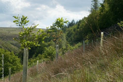 Foto New trees planted in woodland with plastic guards