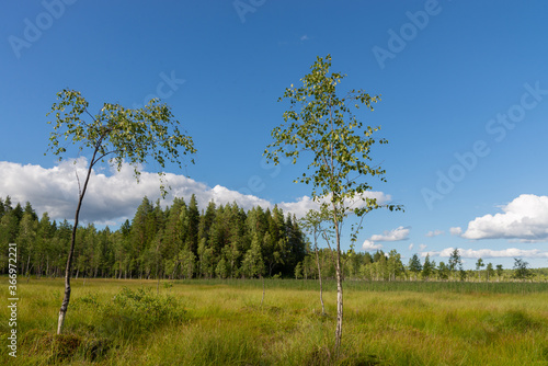 Two young thin birches on a swamp overgrown with tall grass with a forest in the background. Early summer evening.