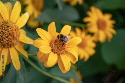 A bee collecting healing nectar from medicinal  anti-viral calendula.