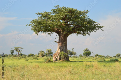 African Baobab trees by in the Okavango Delta in Botswana photo