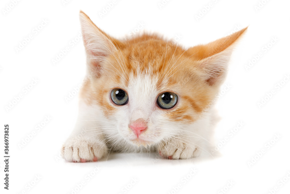 Portrait of a small red kitten Portrait of a small red kitten