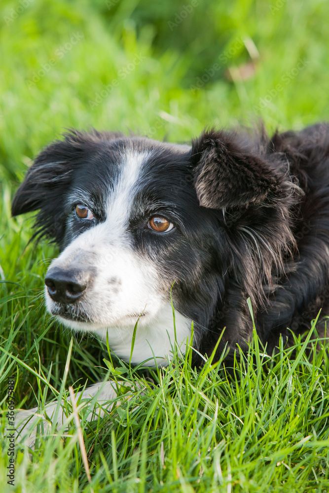 A border collie sheep dog watching a flock of sheep and waiting for his handlers next command