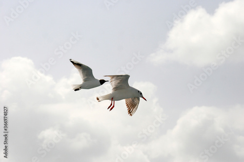 Seagulls flying in sky at way to Bet Dwarka  Gujarat  India