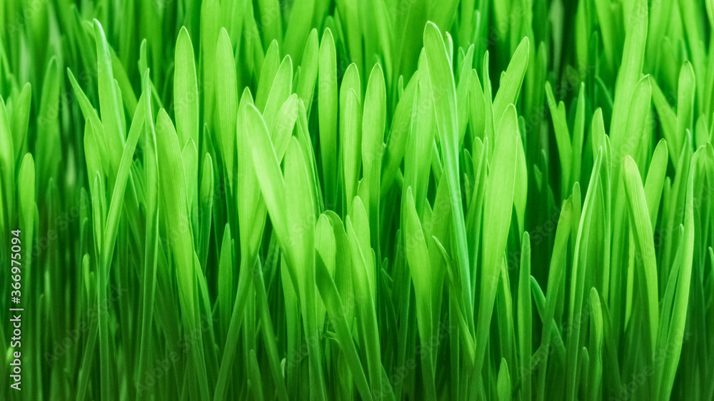 Naklejka premium fresh green grass